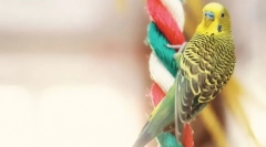 Koje trikove možete naučiti papagaju?